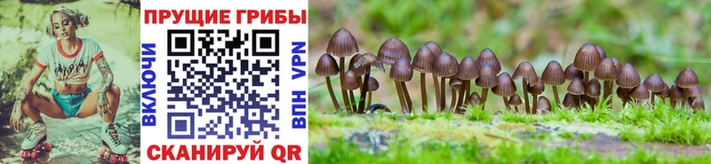 МЕГА   Сибай  Псилоцибиновые грибы Psilocybe 
